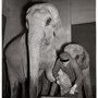 L'éléphant et son pédicure, Parc zoologique du Bois de Vincennes, 1943 - Photo Robert Doisneau 