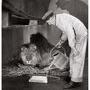 Le lion soumis au régime lacté, Parc zoologique du Bois de Vincennes, 1943 - Photo Robert Doisneau 