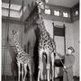 Les girafes du Parc zoologique du Bois de Vincennes, 1943 - Photo Robert Doisneau 
