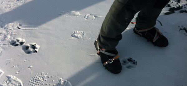 Un loup dans les parages - Sur la glace du lac Baïkal, proche de la cabane de Teddy, les traces de nos crampons se mélangent à celles d'un loup qui semble marcher, lui, sur du velours… Aux dires des pêcheurs qui nous servent de guide, la bête est très grosse… <i>(Gilles Porte, mercredi 25 février)</i>