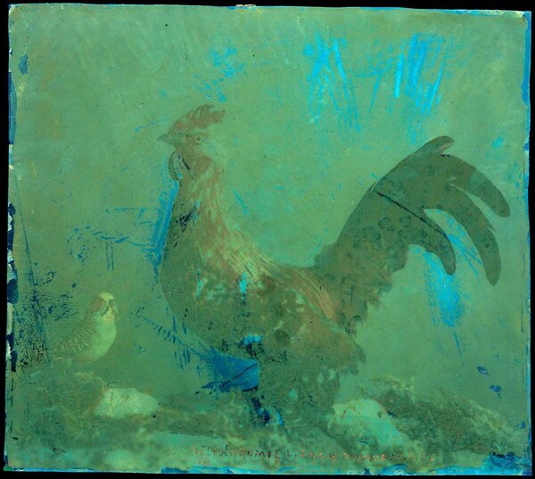 Louis Ducos du Hauron, "Coq et perruche" - Agen, musée des Beaux-arts - Photographie des fluorescences visibles émises sous rayonnement UV (Cet examen permet de voir la répartition de la couche de vernis sur toute la surface de l'œuvre) - C2RMF C. Boust, L. Clivet, A. Wohlgemuth (8 novembre 2017)