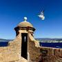 "Bird" survolant le fort royal de Sainte-Marguerite, l'une de îles de Lérins - Photo Yves-Marie Omnès 